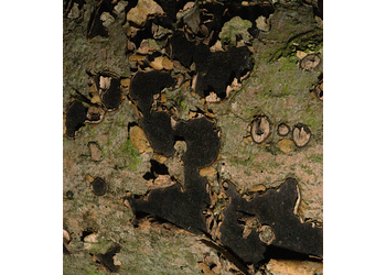 Rotbuchenrinden-kugelpilz (Biscogniauxia nummularia) - © Heinz Prelicz